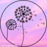 Dandelion Recruitment